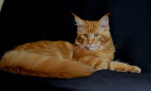 Photo №4. I will sell maine coon in the city of Kiev. from nursery - price - 480$