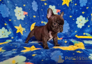 Photo №1. french bulldog - for sale in the city of Grodno | 260$ | Announcement № 20371