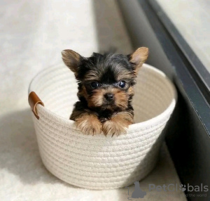 Photo №2 to announcement № 124093 for the sale of yorkshire terrier - buy in United States private announcement, breeder