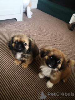 Photo №3. Pekingese puppies. Philippines