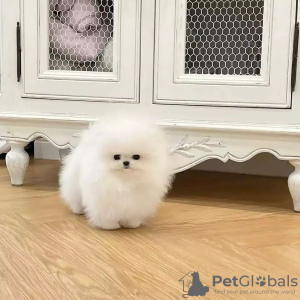 Photo №2 to announcement № 133865 for the sale of pomeranian - buy in Austria private announcement