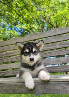 Photo №1. alaskan malamute - for sale in the city of Франкфурт-на-Майне | 317$ | Announcement № 95699