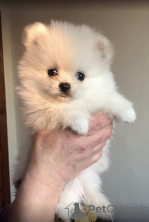 Photo №1. pomeranian - for sale in the city of Dnipro | 2000$ | Announcement № 9379