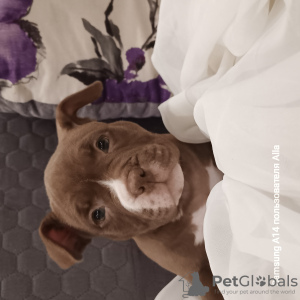 Photo №2 to announcement № 90971 for the sale of american bully - buy in Latvia private announcement