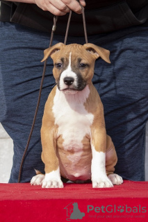 Additional photos: American Staffordshire Terrier puppies of international origin