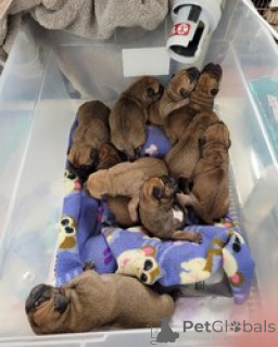 Photo №1. bullmastiff - for sale in the city of Alice Springs | negotiated | Announcement № 168827