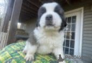 Photo №3. Saint Bernard puppies for sale. Germany