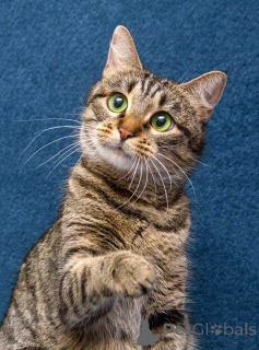 Photo №1.  - for sale in the city of Moskova | Is free | Announcement № 167404