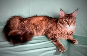 Photo №1. maine coon - for sale in the city of Kemerovo | negotiated | Announcement № 110819