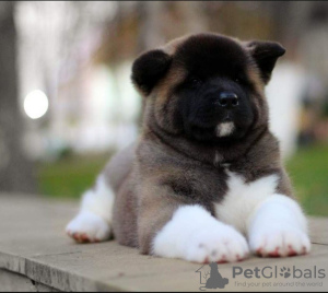 Photo №1. american akita - for sale in the city of Казахстан | 634$ | Announcement № 76763