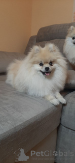 Photo №1. pomeranian - for sale in the city of Minsk | 1183$ | Announcement № 15594