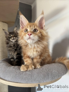 Photo №2 to announcement № 138044 for the sale of maine coon - buy in Spain private announcement