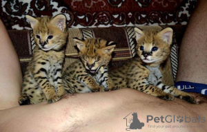 Photo №3. Exotic Savannah F1 kitten and serval cat for sale. Switzerland