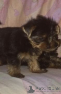 Photo №3. Yorkshire Terrier mini. Russian Federation
