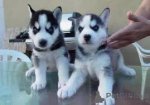 Photo №1. siberian husky - for sale in the city of Gembloux | 400$ | Announcement № 171083