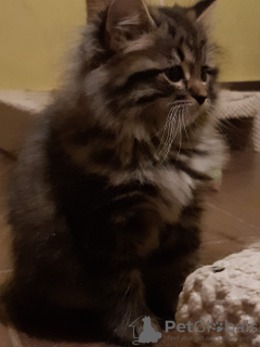 Photo №4. I will sell siberian cat in the city of Czempiń. breeder - price - 828$