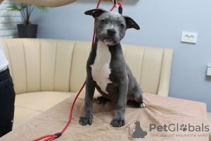 Photo №2 to announcement № 43376 for the sale of american staffordshire terrier - buy in Moldova breeder