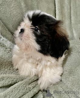 Photo №4. I will sell shih tzu in the city of Daytona Beach. private announcement - price - 350$
