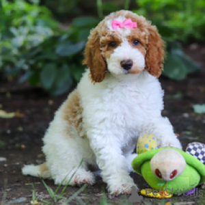 Photo №3. Meet Bella Stunning Parti-Color Toy Poodle Puppy Ready for Her Forever Home!. Germany