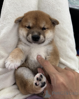 Photo №3. Champion Line Shiba Inu Puppies Quality Guaranteed. Poland