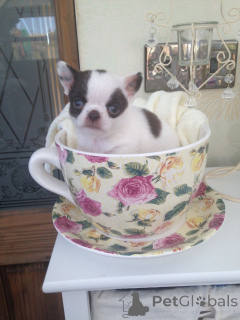 Photo №1. chihuahua - for sale in the city of Barsena de Sisero | negotiated | Announcement № 168292