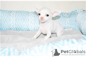 Photo №4. I will sell chihuahua in the city of Bamberg. private announcement - price - Is free