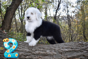 Photo №4. I will sell bobtail in the city of Kharkov. from nursery - price - 2000$