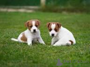 Photo №2 to announcement № 165491 for the sale of jack russell terrier - buy in Austria private announcement, breeder