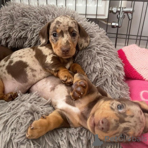 Photo №1. dachshund - for sale in the city of Zhukovsky | Is free | Announcement № 147679