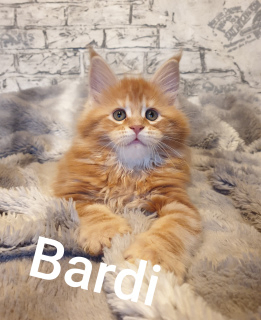 Photo №1. maine coon - for sale in the city of Барсель | 779$ | Announcement № 4813