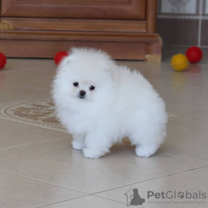 Photo №4. I will sell pomeranian in the city of Гамбург. private announcement - price - 380$