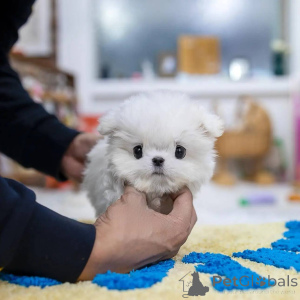 Photo №1. maltese dog - for sale in the city of Warsaw | negotiated | Announcement № 162686