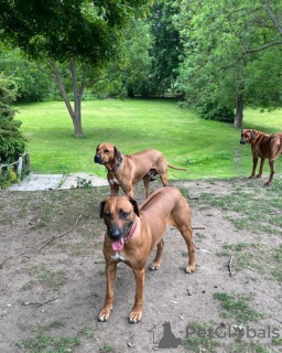 Photo №2 to announcement № 45284 for the sale of rhodesian ridgeback - buy in Russian Federation 