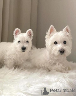 Photo №1. west highland white terrier - for sale in the city of Antwerp | negotiated | Announcement № 169652