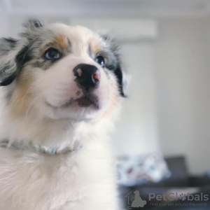 Photo №2 to announcement № 78616 for the sale of australian shepherd - buy in Bulgaria private announcement