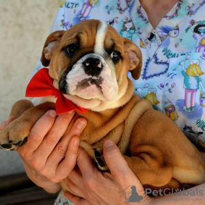 Photo №2 to announcement № 114390 for the sale of english bulldog - buy in Serbia breeder