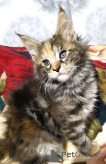 Photo №1. maine coon - for sale in the city of Tyumen | 609$ | Announcement № 135261