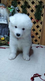 Photo №2 to announcement № 4982 for the sale of samoyed dog - buy in Belarus breeder