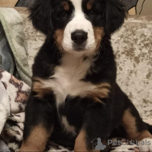 Photo №4. I will sell bernese mountain dog in the city of Дятлово. breeder - price - 313$