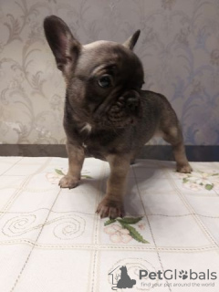 Photo №2 to announcement № 130146 for the sale of french bulldog - buy in Germany private announcement
