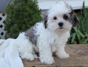 Photo №2 to announcement № 9238 for the sale of shih tzu - buy in United States breeder