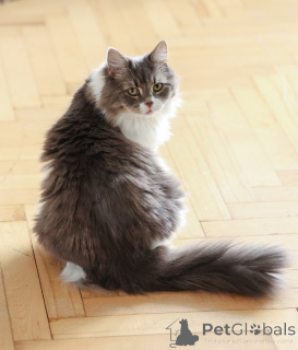 Photo №4. I will sell  in the city of Domodedovo. private announcement - price - Is free