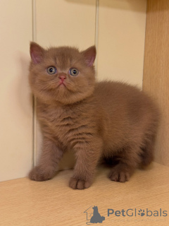Photo №1. british shorthair - for sale in the city of Altdorf | negotiated | Announcement № 177433