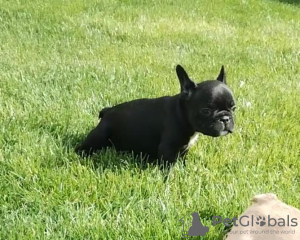 Photo №2 to announcement № 98304 for the sale of french bulldog - buy in Serbia breeder