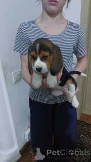 Photo №1. beagle - for sale in the city of Bad Münsteerefel | 929$ | Announcement № 157785