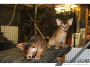 Photo №1. abyssinian cat - for sale in the city of Guayaguayare | negotiated | Announcement № 10009