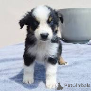 Photo №2 to announcement № 166835 for the sale of australian shepherd - buy in France private announcement, breeder