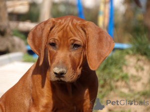 Photo №3. Receipt September 2025 announcement of. Poland