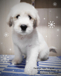 Photo №1. south russian sheepdog - for sale in the city of Yeisk | Negotiated | Announcement № 4442