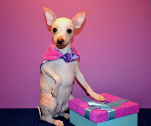 Photo №1. american hairless terrier - for sale in the city of Moscow | Negotiated | Announcement № 4231